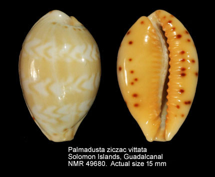 Palmadusta ziczac vittata.jpg - Palmadusta ziczac vittata(Deshayes,1831)